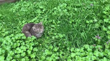 kat staand Aan de gras op zoek in de omgeving van naar jacht video