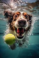 Funny dog swimming underwater, . photo