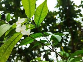 A jasmine bush in full springtime blossom. photo