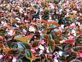 Pink color of Begonia grandis that thrives in the garden photo
