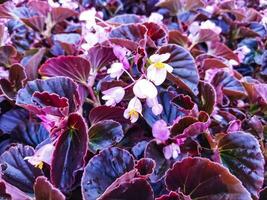 Pink color of Begonia grandis that thrives in the garden photo