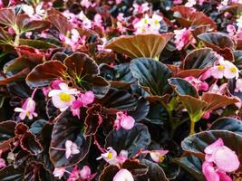 Pink color of Begonia grandis that thrives in the garden photo