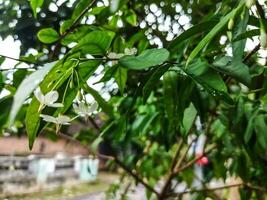 un jazmín arbusto en lleno primavera florecer. foto