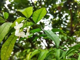 un jazmín arbusto en lleno primavera florecer. foto