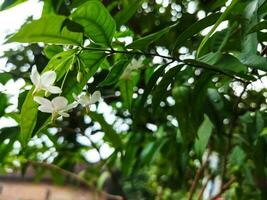 A jasmine bush in full springtime blossom. photo