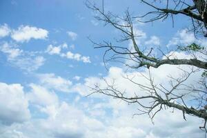 Dry tree in a beautiful nature background.twigs and sky.tree against the background of the sky photo