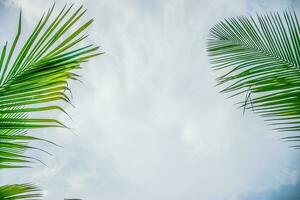 palma árbol verde hojas de Coco palmas en contra claro cielo foto