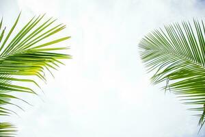 palm tree Green Leaves of coconut palms against clear sky photo