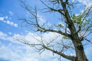 Dry tree in a beautiful nature background.twigs and sky.tree against the background of the sky photo