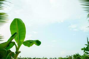 palm tree Green Leaves of coconut palms against clear sky photo