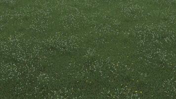 A field of green grass and flowers photo