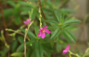 Little small pink colored flower botanical selective focus isolated on green leaves background. photo