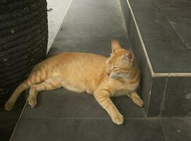 encantador y simpático naranja de piel extraviado salvaje gato. animal o fauna fotografía aislado en fuera de vista. linda salvaje felino imagen en Indonesia. foto