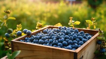 Organic blueberry in a wooden box on the field. Space for text, mockup, photo