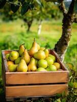 Ripe pears in a wooden box on a background of the garden. Space for text, vertical, mockup, photo