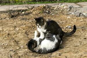dos gatos jugar y lucha en el arena en el yarda foto
