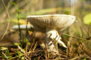 close-up of a wild mushroom with a red cap growing in the grass photo