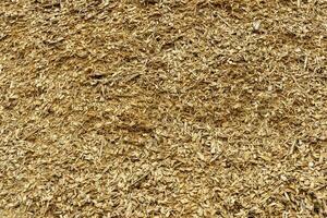 Textured background of yellow sawdust close-up. Shavings in workshop. photo