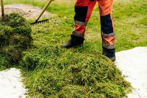 employee of the city municipal service removes grass mown from lawns photo
