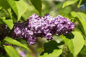 lovely fresh branches of lilac flowers on a background of green leaves photo