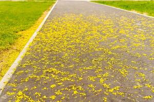 pedestrian path in the city park strewn with yellow spring flowers photo