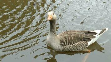 Gans auf das Wasser video