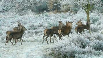 A herd of deer in winter video