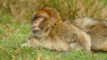 Barbary Macaque Monkey video