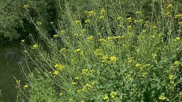 sauvage fleurs dans le brise video