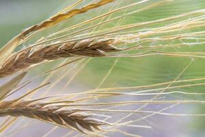 yellow dry spikelet close-up. plant background. nature photo