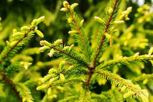 young buds and shoots on the branches of a green Christmas tree photo