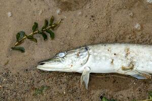 dead pike on the sand on the shore of the lake. Environmental problems photo