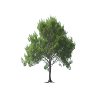 aislado verde árbol clipart en transparente fondo, árbol de la casa aislado, transparente antecedentes verde árbol, verde árbol aislado, árbol aislado png