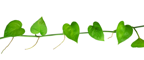 heart leaf plant vines as border element png