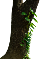 tree trunk with philodendron ornamental plant png