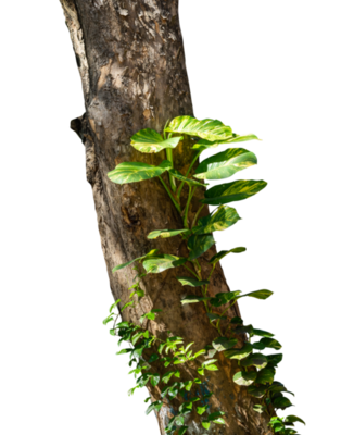 tree trunk with green leaves creeper 25063202 PNG