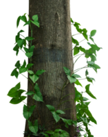 tree trunk with green leaves creeper png