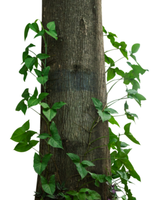 tree trunk with green leaves creeper 25063202 PNG