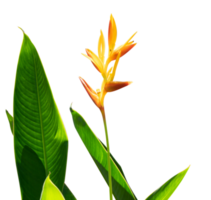 tropical planta con flor aislado. paraíso flor elemento png