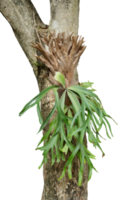 Tree trunk with Platycerium Bifurcatum. Tropical tree isolated png