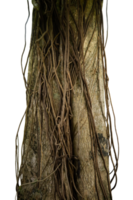 tree trunk with creeper roots png