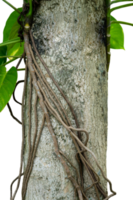 tree trunk with monstera flower and root isolated png