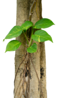 Houseplants creeping on tree trunk png