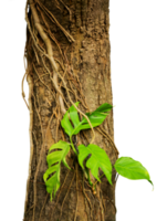 arbre avec les racines et plante léche-botte isolé png