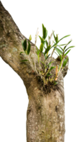 orchidea fiori su albero tronchi isolato png