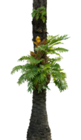palm trees with houseplants isolated png