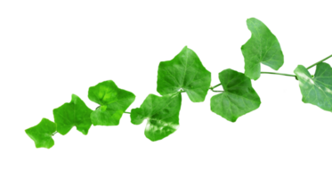 Green leaf ivy isolated border png