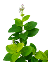 ornamental green plant with flowers isolated png