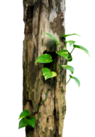 Philodendron plants creeping in old wood png