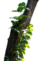 a large tree trunk covered with philodendron plants png